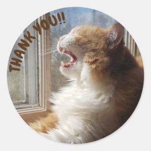 Adesivo Diego, o Gato Obrigado Sticker
