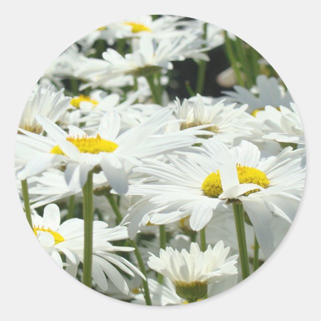 Adesivo Disies Stickers personalizados White Daisy Flowers (Frente)