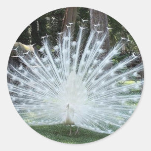 Adesivo Divertimento superior de Skully