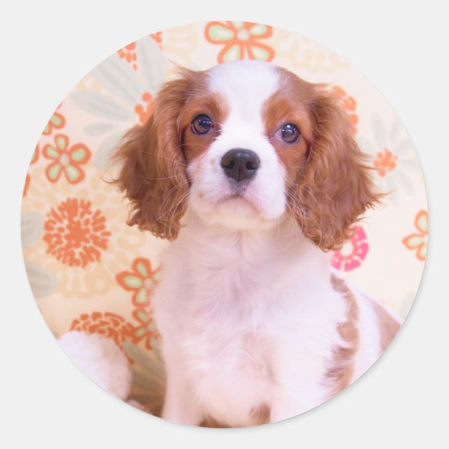 Adesivo do Cavalier King Charles Spaniel Blenheim (Frente)