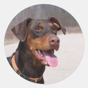 Adesivo Doberman