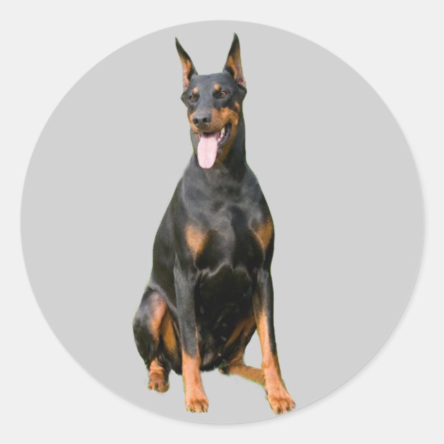 Adesivo Doberman Pinscher Sticker (Frente)