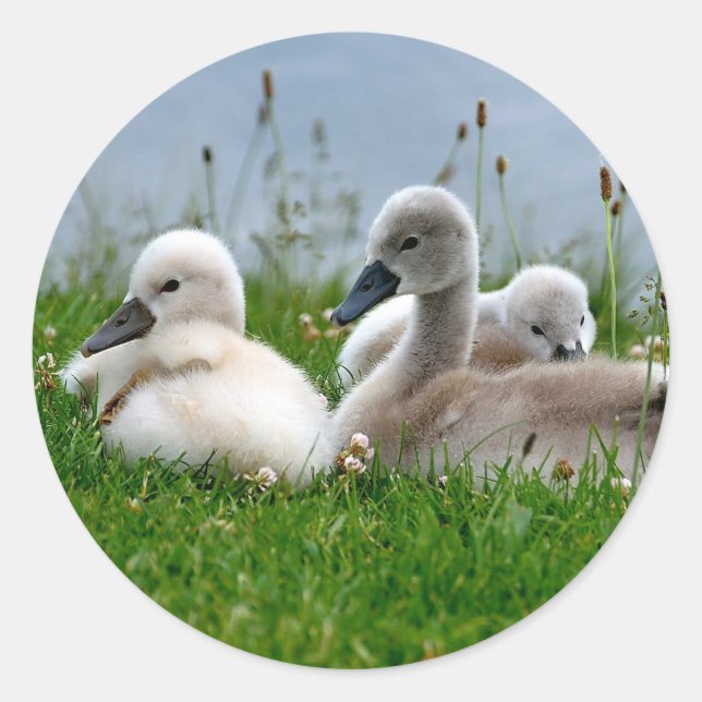Adesivo Doce Bebês Swan - Sticker (Frente)