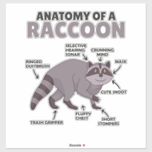 Adesivo Doce Raccoon Explicação Anatomia De Um Raccoon