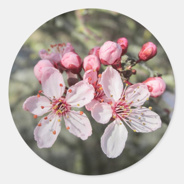 Adesivo Dois Blossomas Rosa Chegando. (Frente)