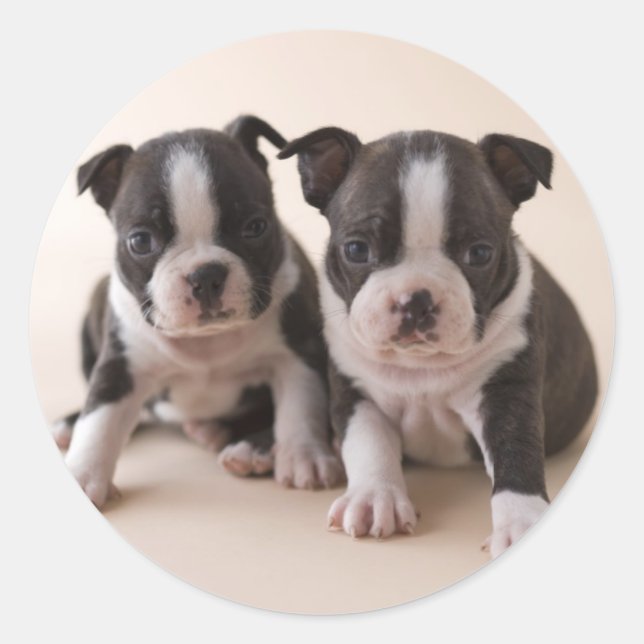 Adesivo Dois Boi Terrier Puppies (Frente)
