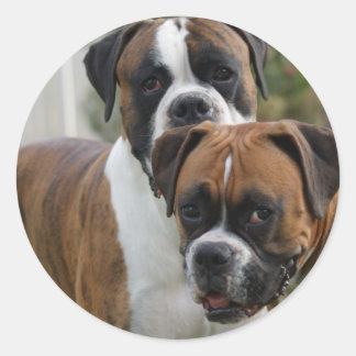 Adesivo Dois Cães Boxer