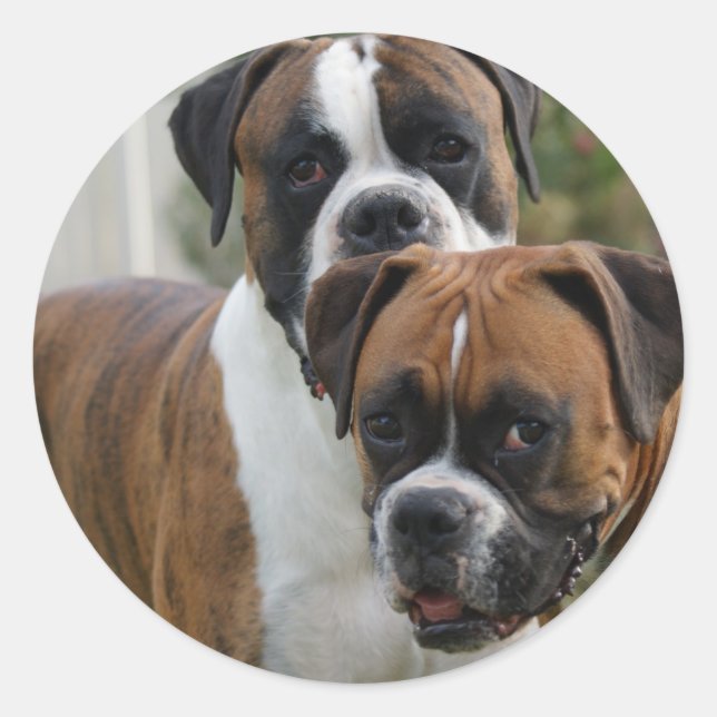 Adesivo Dois Cães Boxer (Frente)