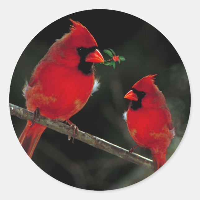 Adesivo Dois cardeais com selos de envelope de Natal (Frente)