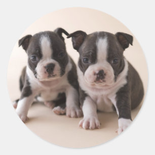 Adesivo Dois filhotes de cachorro de Boston Terrier