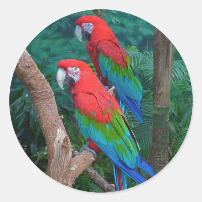 Adesivo Dois Macaws Vermelhos e Verdes Ara Chloropterus (Frente)
