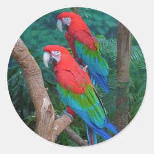 Adesivo Dois Macaws Vermelhos e Verdes Ara Chloropterus