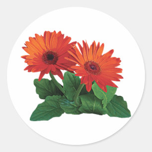 Adesivo Dois Orange Gerbera Daisies