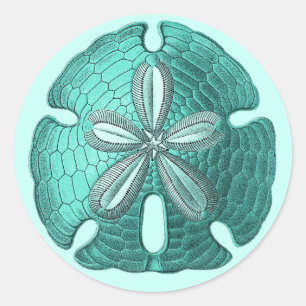 Adesivo Dólar de areia do Aqua