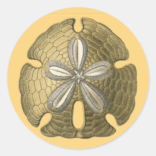 Adesivo Dólar de areia Dourado