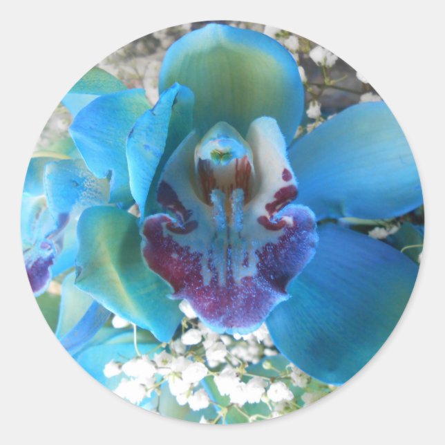 Adesivo Donella (Frente)