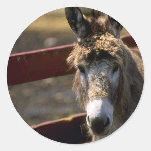 Adesivo Donkey