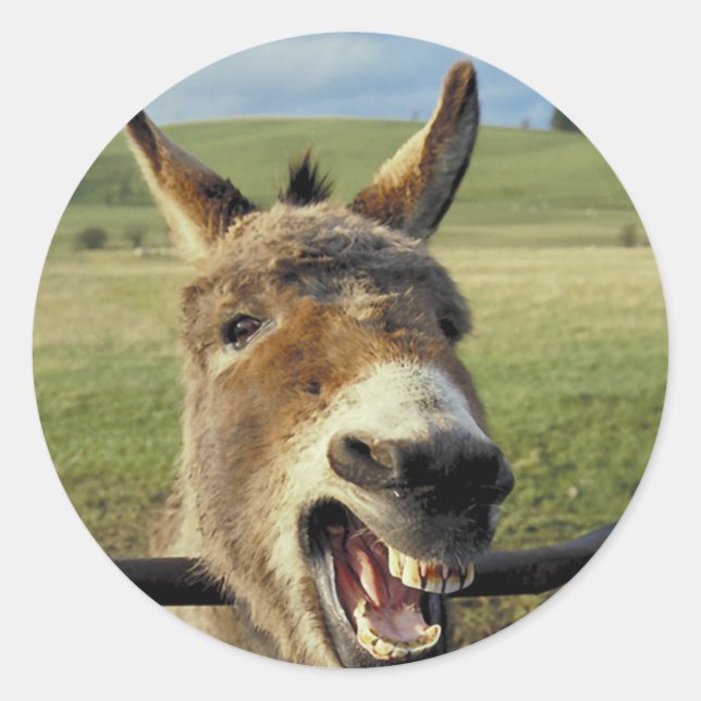 Adesivo Donkey (Frente)