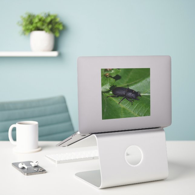 Adesivo Dorcus parallelipipedus , o escaravelho inferior (Laptop na mesa)