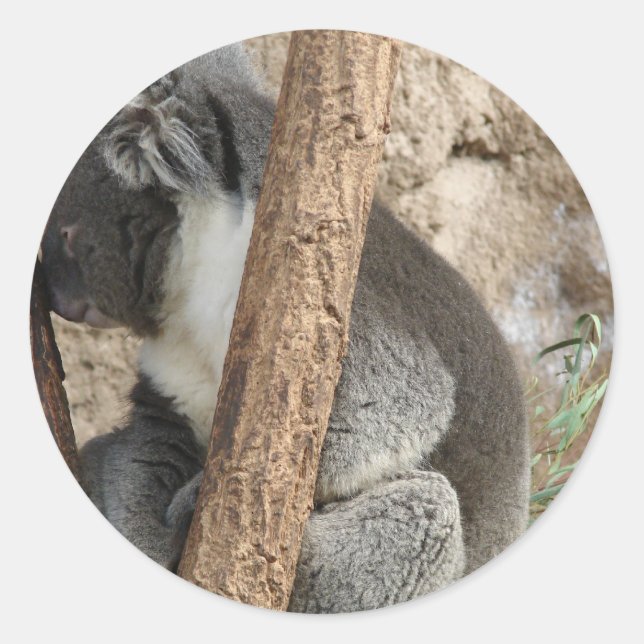 Adesivo Dormindo Koala (Frente)