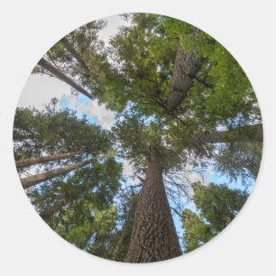 Adesivo dossel da árvore Douglas Fir