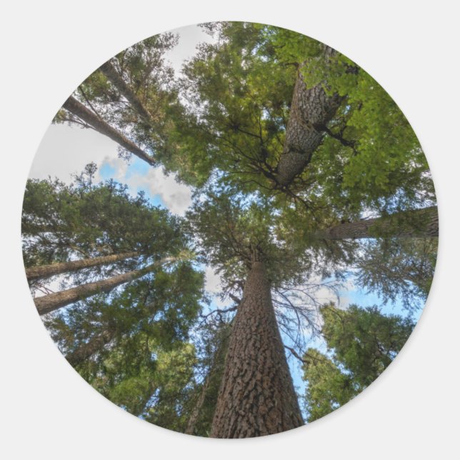 Adesivo dossel da árvore Douglas Fir (Frente)