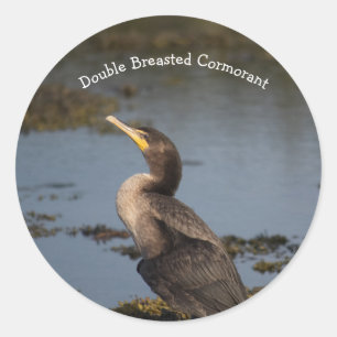 Adesivo Double breasted cormorant 