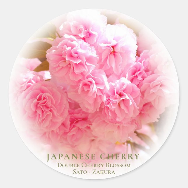 Adesivo Double Cherry Blossom: Sato-zakura (Frente)