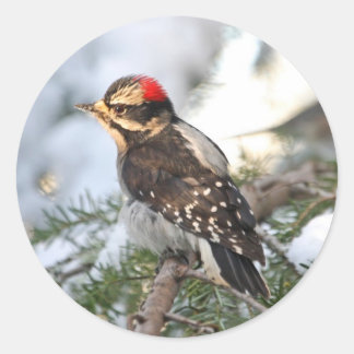 Adesivo Downy Woodpecker