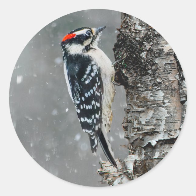 Adesivo Downy Woodpecker em Neve - Foto Original (Frente)