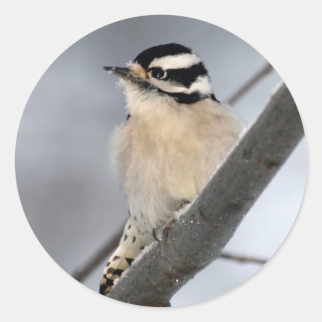 Adesivo Downy Woodpecker Stickers (Frente)
