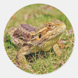 Adesivo Dragão 2 Curioso
