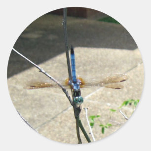 Adesivo Dragonfly