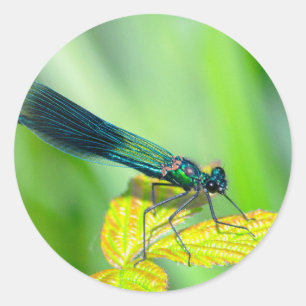 Adesivo Dragonfly