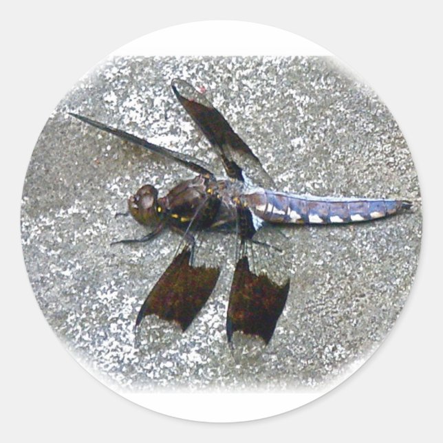 Adesivo Dragonfly Azul (Frente)
