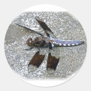 Adesivo Dragonfly Azul