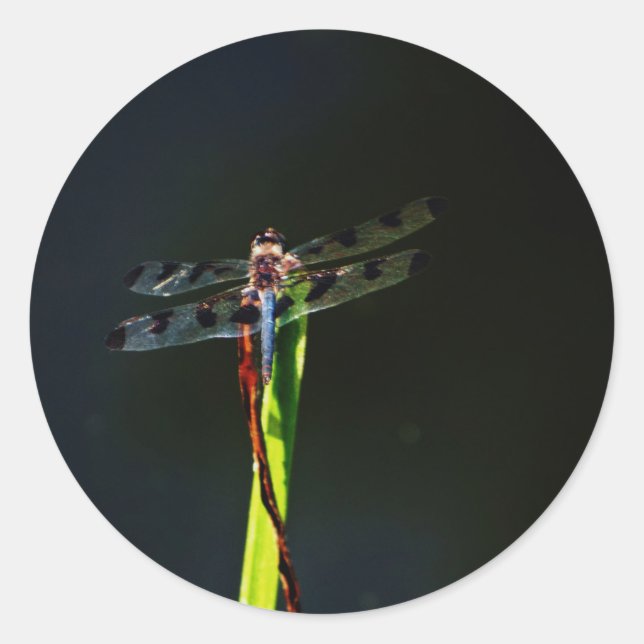 Adesivo Dragonfly azul e preta sobre a grama verde e verme (Frente)