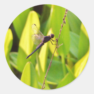 Adesivo Dragonfly Blue e preto na grama.