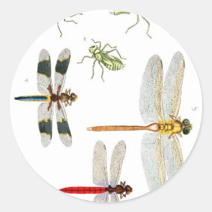 Adesivo dragonfly-clip-art-4