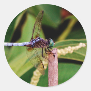 Adesivo Dragonfly com flores brancas