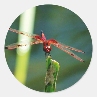 Adesivo Dragonfly Frontal Vermelha e Negra