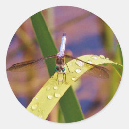 Adesivo Dragonfly na folha de chuva