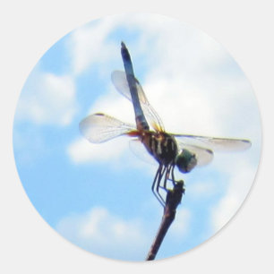 Adesivo Dragonfly ~ Prepare para descolagem