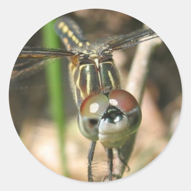 Adesivo "Dragonfly Smile" Folha adesiva (Frente)