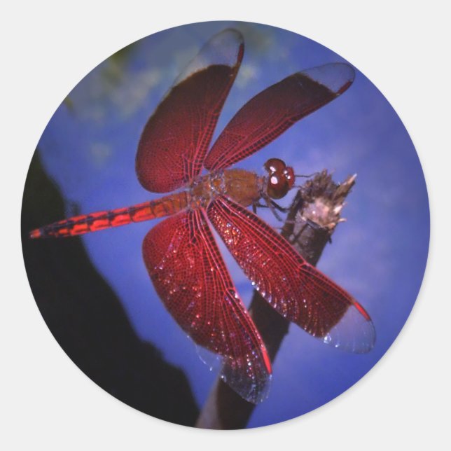 Adesivo Dragonfly vermelha (Frente)