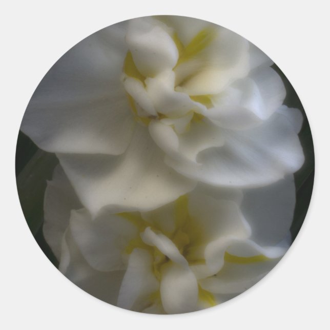 Adesivo Dreamy Narcissus Daffodils (Frente)