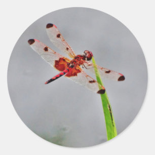 ADESIVO DSC00029.JPG