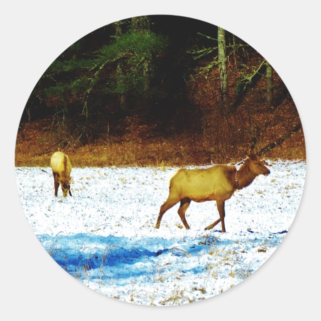 ADESIVO DSC00131.JPG (Frente)