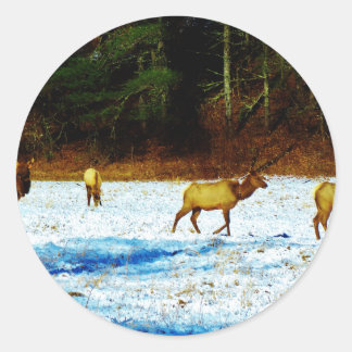 ADESIVO DSC00131.JPG