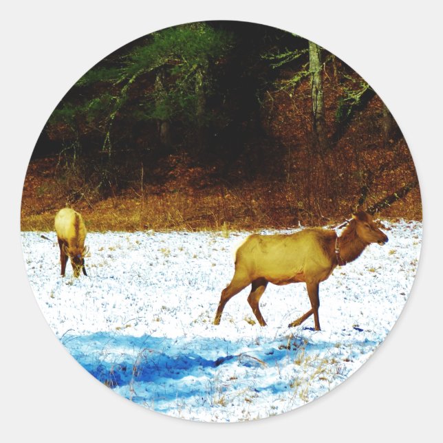 ADESIVO DSC00131.JPG (Frente)